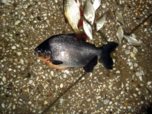 В Набережных Челнах в одном из озер поймали пиранью